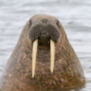 Meet your Posher, Cody